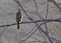 Coopers Hawk in Sunset 0179